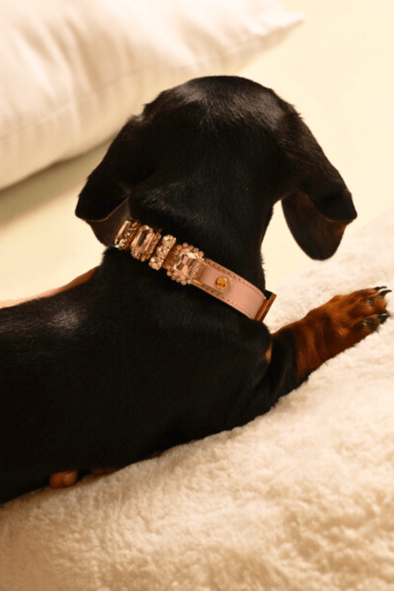 LEATHER COLLAR GINEVRA
