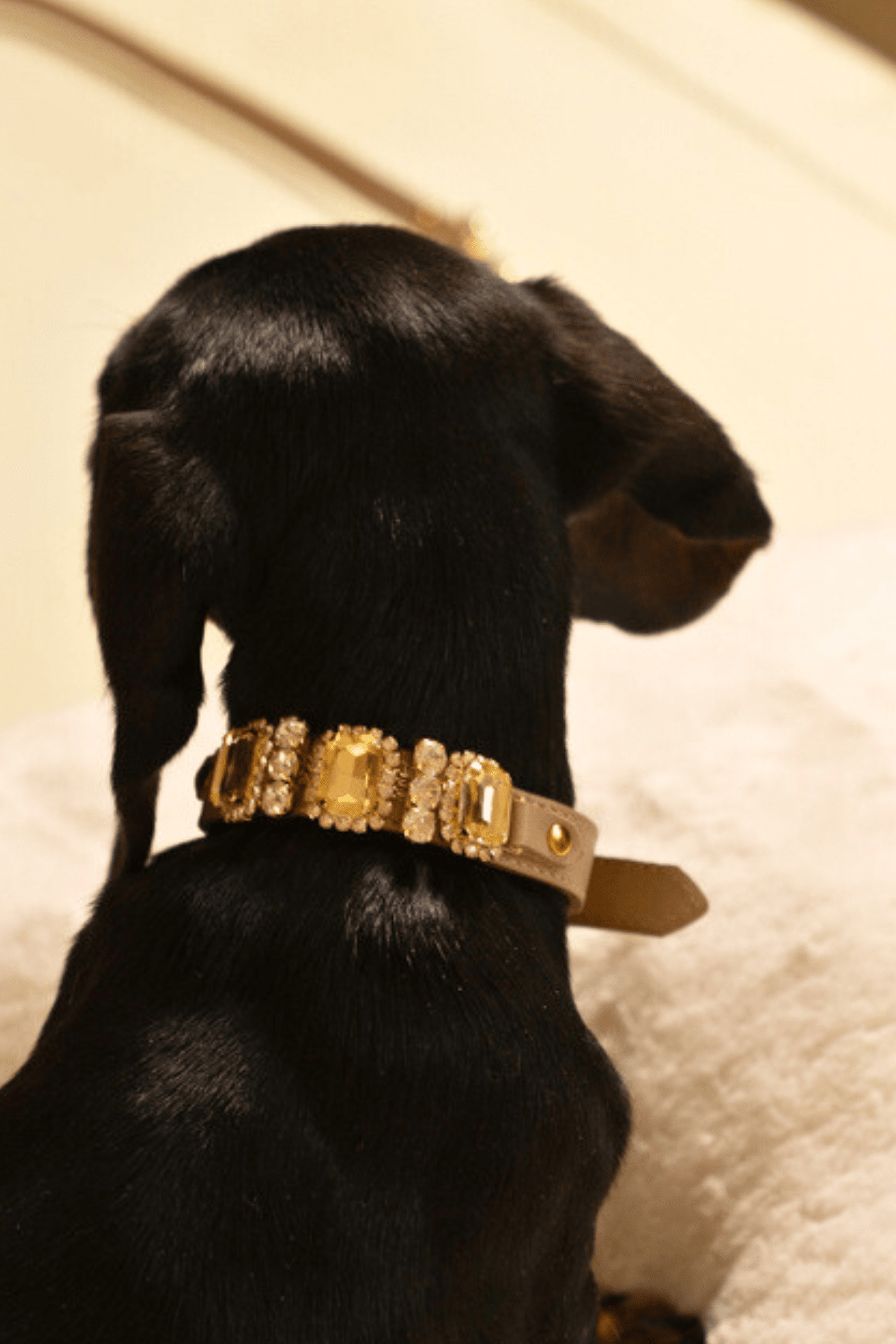 LEATHER COLLAR GINEVRA