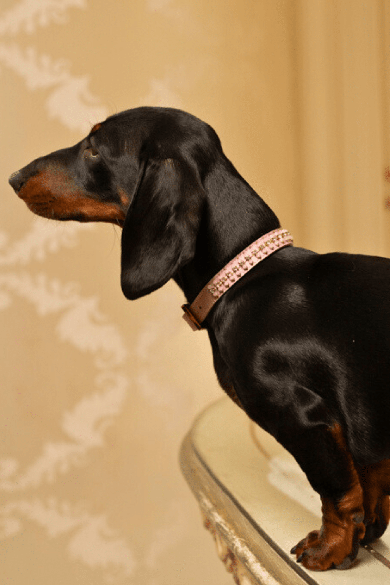 LEATHER COLLAR ISABELLA