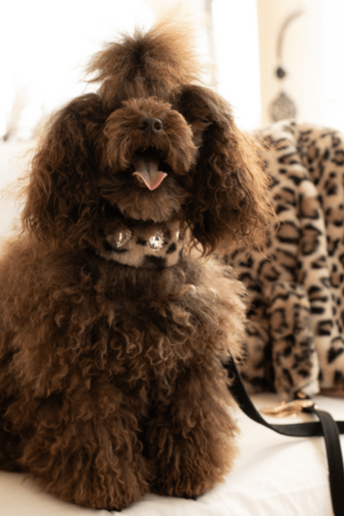 COLLAR IN SPOTTED FUR