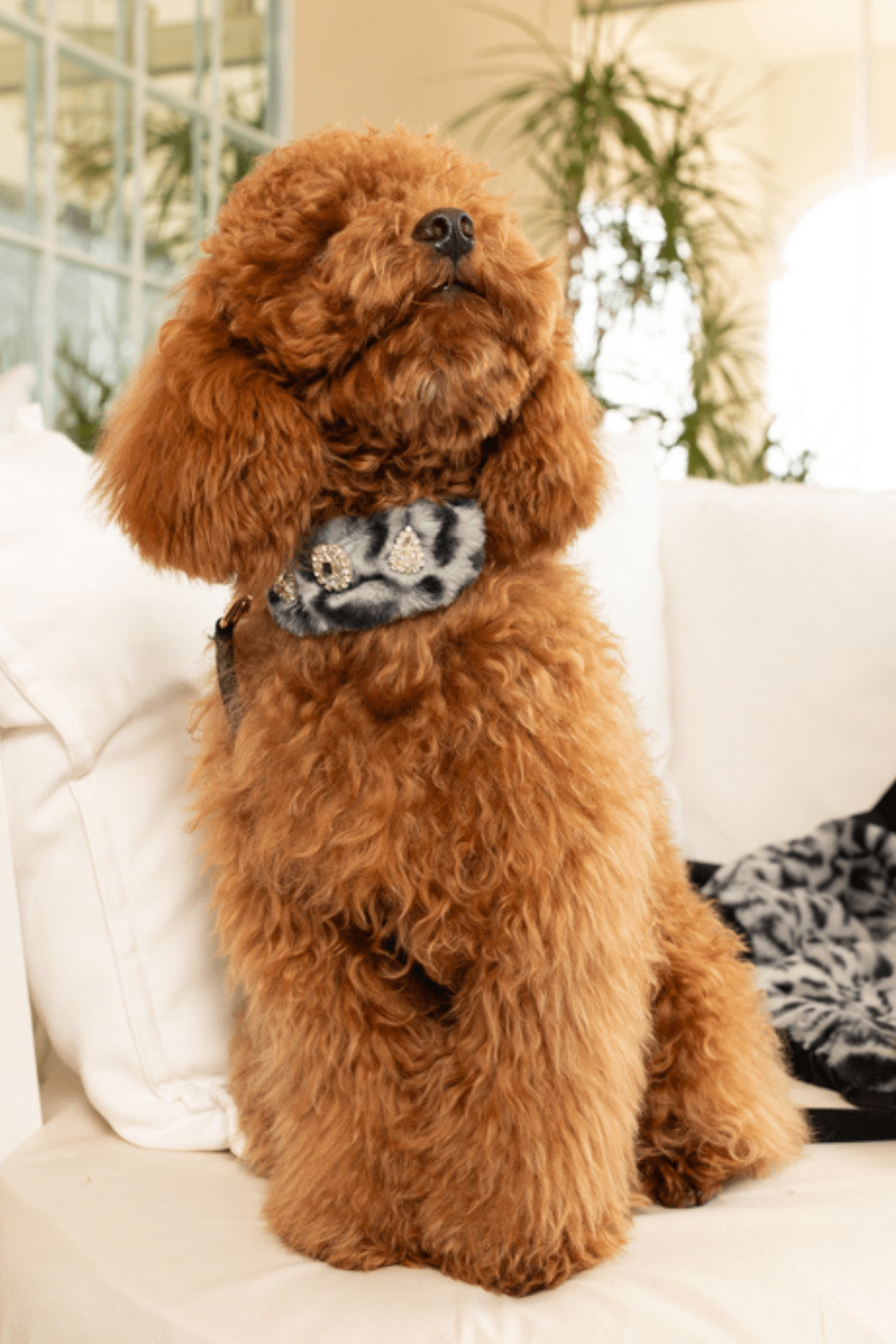 COLLAR IN SPOTTED FUR