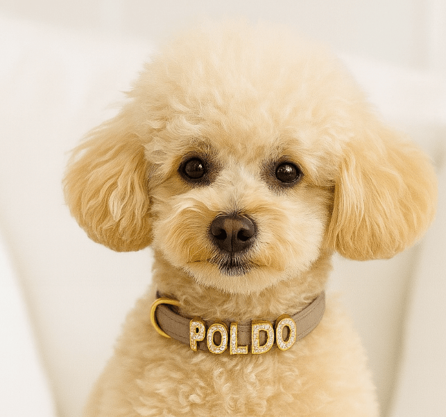 COLLARE MY NAME (solo collare, lettere escluse)