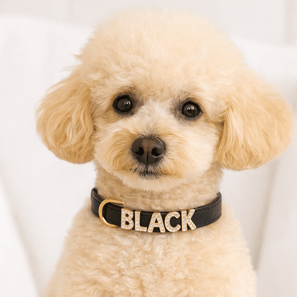 COLLARE MY NAME (solo collare, lettere escluse)