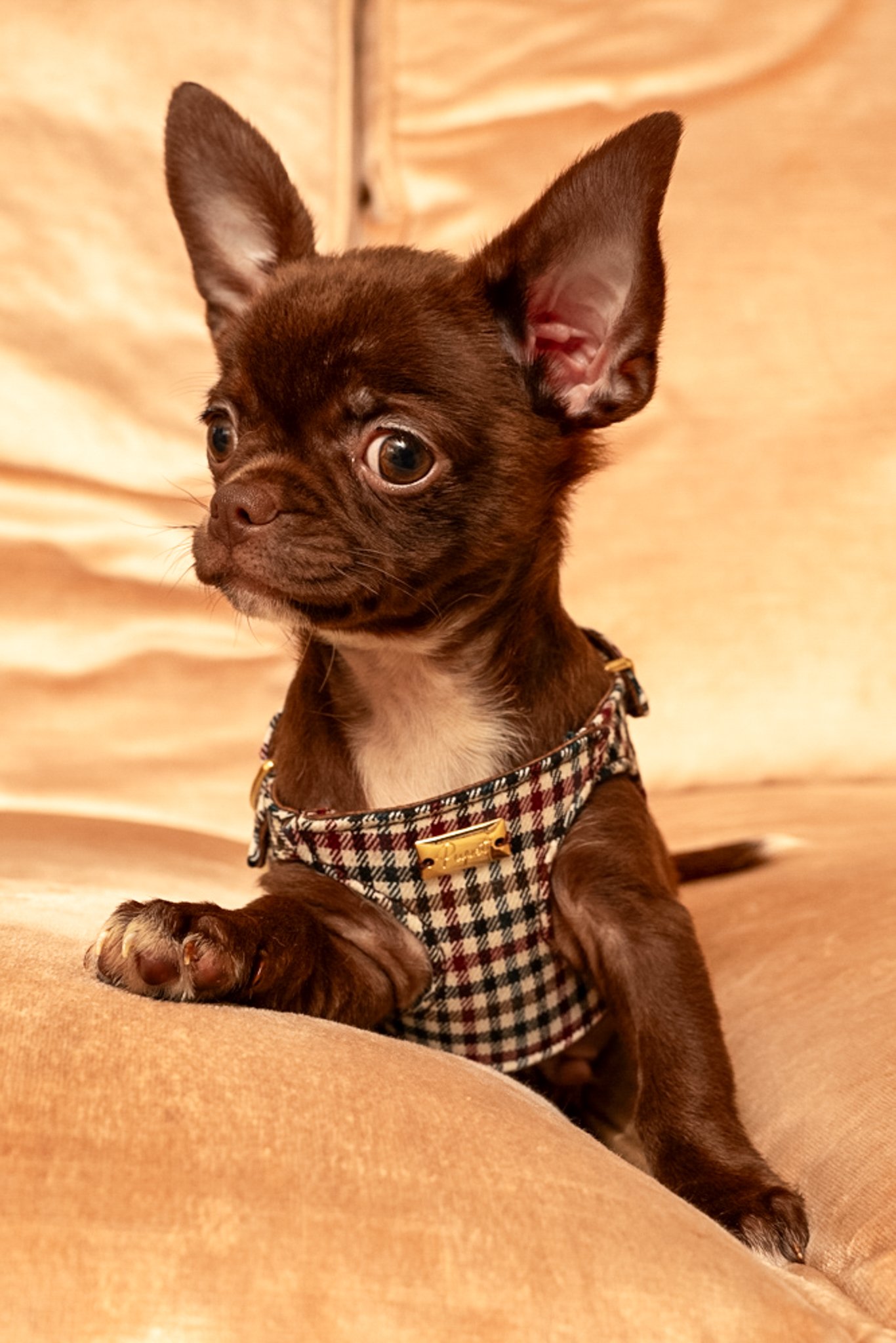 PETTORINA PER CANI E GATTI IN TESSUTO TARTAN