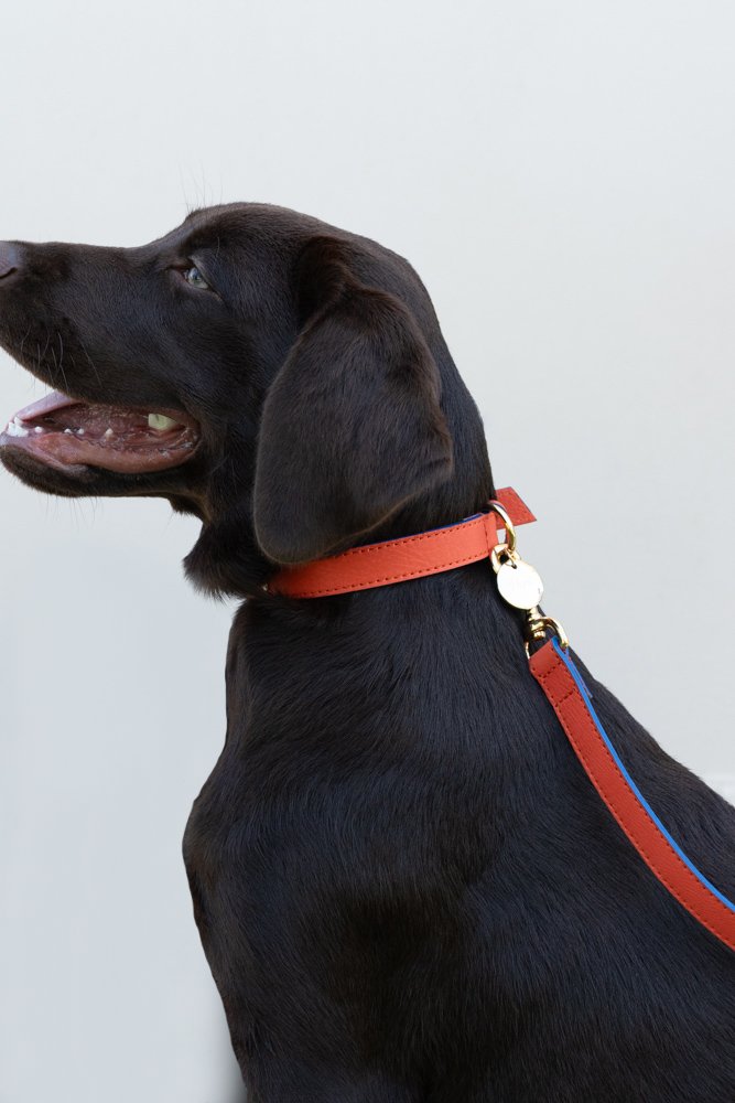 Dotoner Imbracatura Per Cani Di Sollevamento,Imbracatura Per Cani Zampe Posteriori,Per Il Dorso E Il Riabilitazione Delle Zampe Dei Cani,Supporto Regolabile Per Cani Anziani Feriti Media Grande - Foto 6