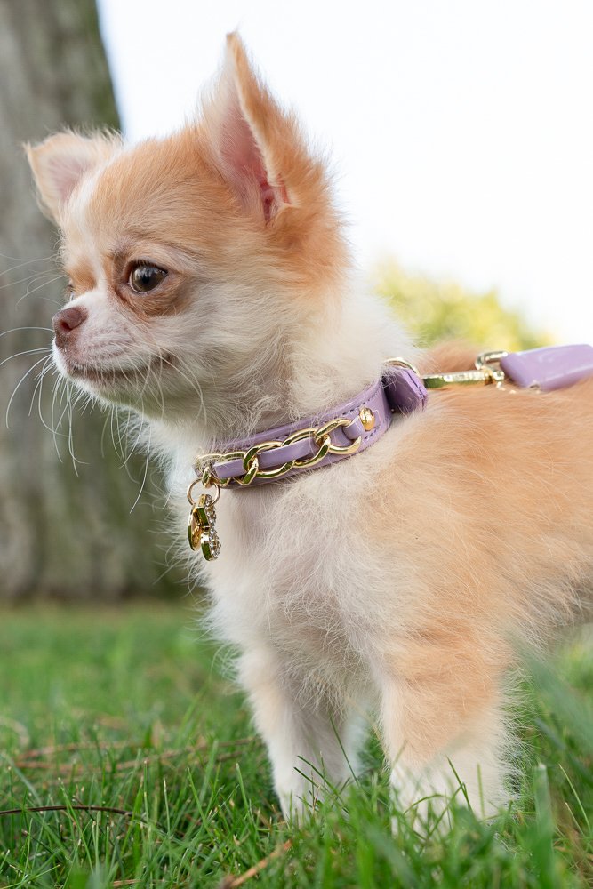 Collare In Corda Regolabile Per Cani Rydale - Pelle Resistente E Comfortevole (Taglie XS-XL)